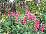 Snapdragons pink 